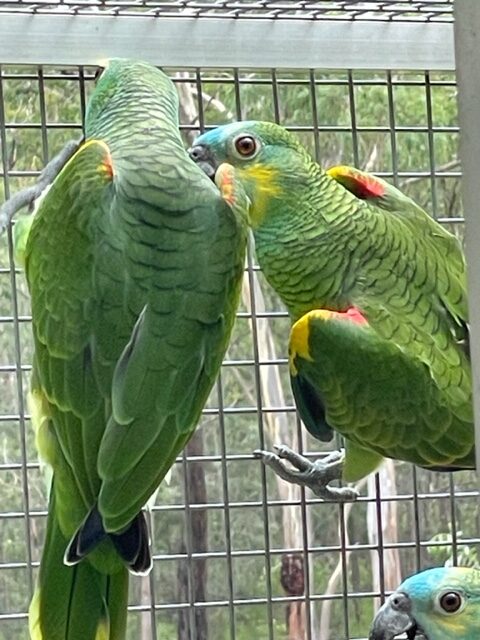 Blue Fronted Amazons, parent reared. - Macawsome Aviaries and Brokerage ...