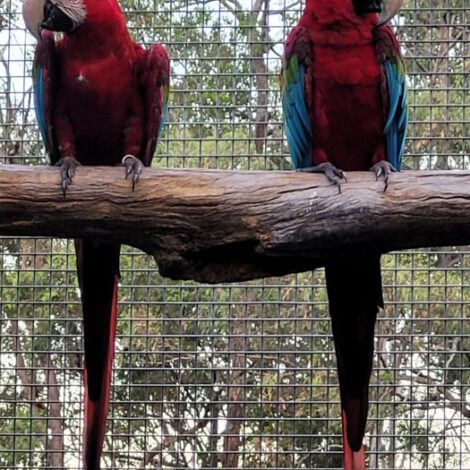 Macaws Archives - Macawsome Aviaries and Brokerage Service