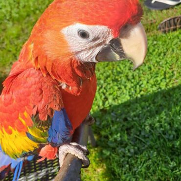 Macaws Archives - Macawsome Aviaries and Brokerage Service