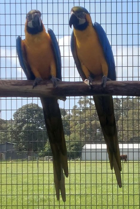 Blue and Gold Macaws, 5 year old pair - Macawsome Aviaries and ...