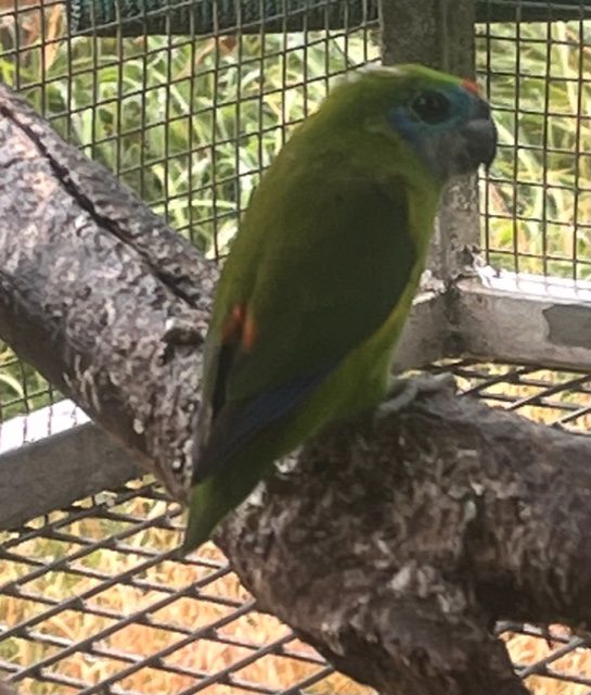 Double Eyed Fig Parrot, mature hen - Macawsome Aviaries and Brokerage ...