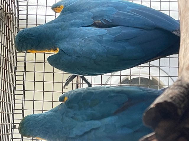 Blue and Gold Macaws part of the deceased estate Macawsome