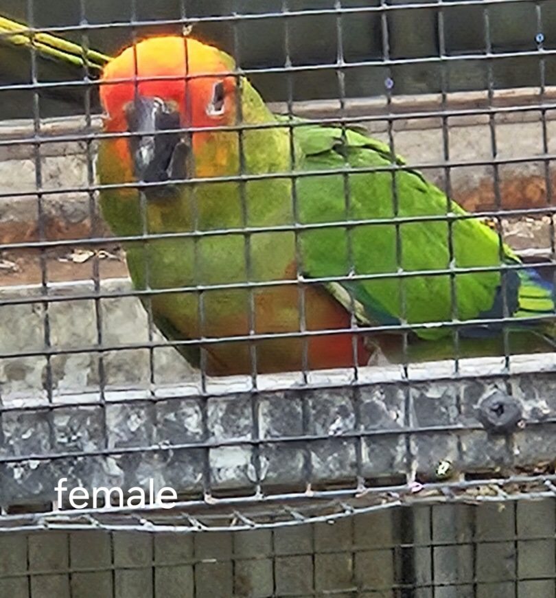 Gold Capped Conures, unrelated mature pair - Macawsome Aviaries and ...