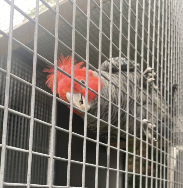 Gang Gang Cockatoo, 5 year old male