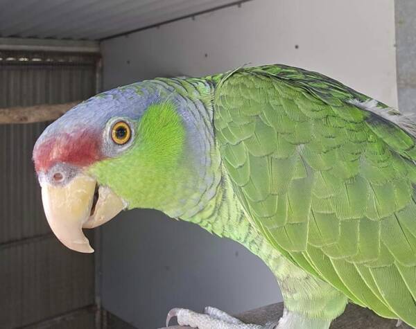 Lilac Crowned Amazon, 2022 bred cock bird