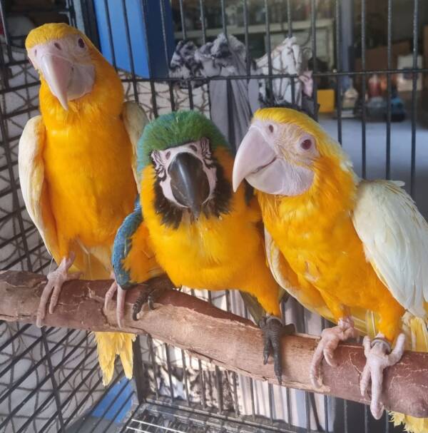 Blue and Gold Macaw, split Lutino Hen