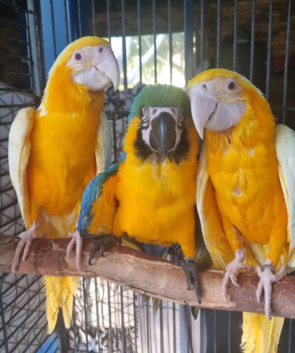 Lutino Blue and Gold Macaw, dna sexed male