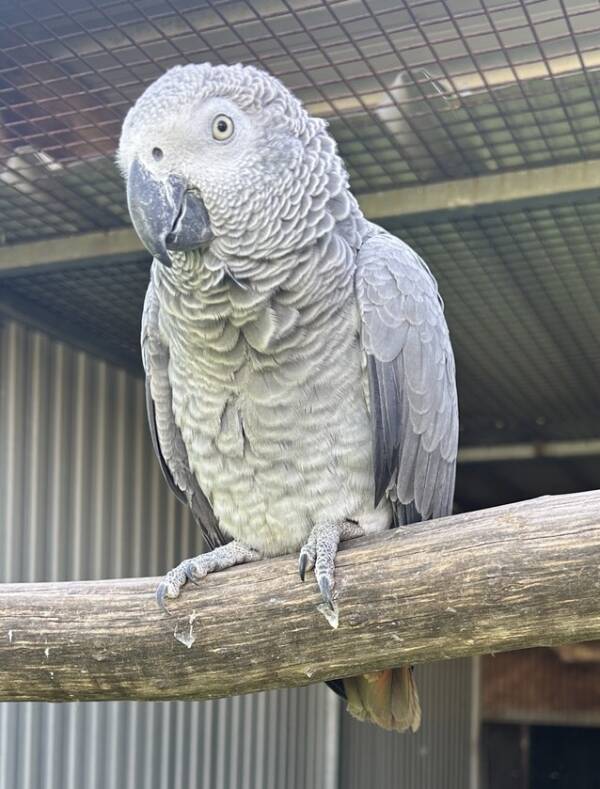 African Grey's,  Rising 2 year old and rising 3 year old pair