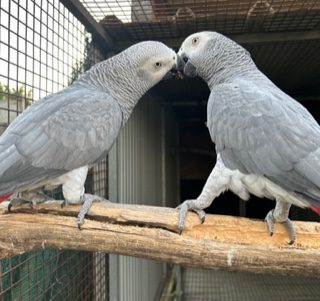 African Grey's,  a pair coming up to breeding age