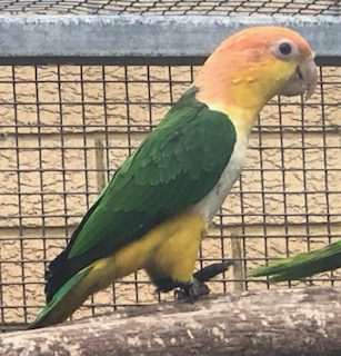 White Bellied Caique's, unrelated pair