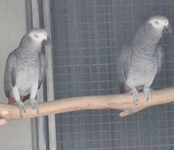 African Grey's , 4 year old pair