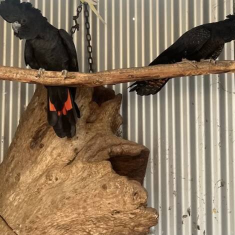 Black Cockatoo's , 6 year old  Samueli pair