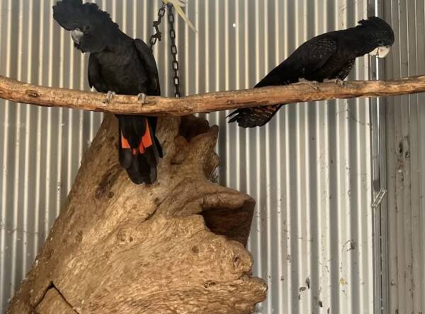 Black Cockatoo's , 6 year old  Samueli pair