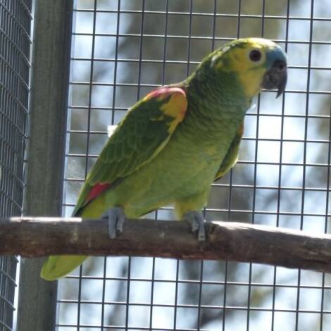 Blue Fronted Amazon, 2022 bred male
