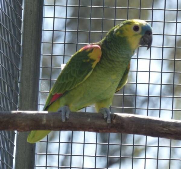 Blue Fronted Amazon, 2022 bred male