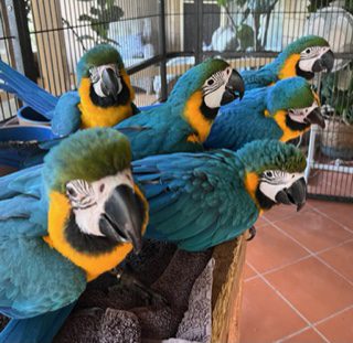 Blue and Gold Macaw's, lovingly hand reared for the pet market