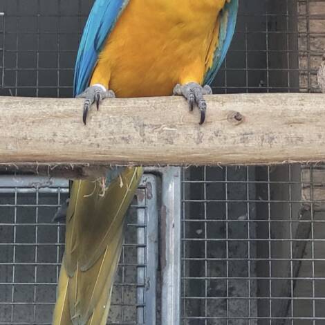 Blue and Gold Macaw, possible split Lutino