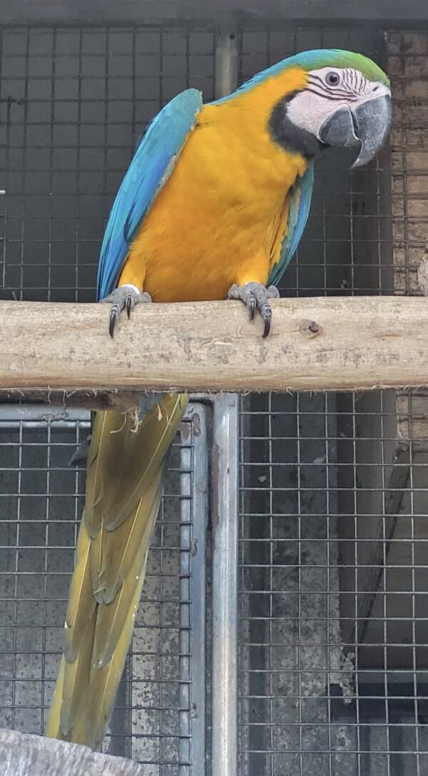 Blue and Gold Macaw, possible split Lutino