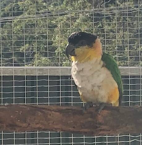 Black Headed Caique, bred from split Blue birds, 2024 bred male
