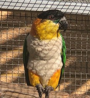 Black Headed Caique's, bred from split Blue birds and are 2 and 3 years old