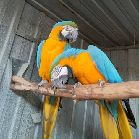 Blue and Gold Macaw's, genuine breeding pair