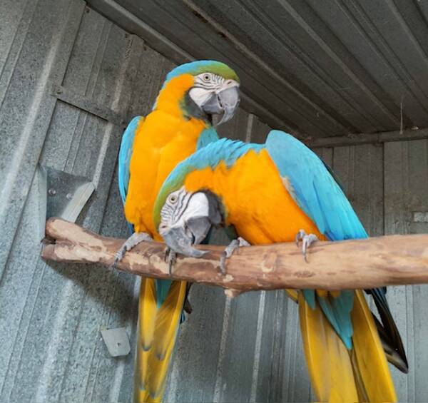 Blue and Gold Macaw's, genuine breeding pair