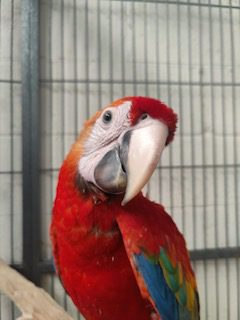 Scarlet Macaw's, 2025 bred, male and female available