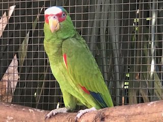 White Fronted Amazon's, mature pair