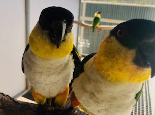 SOLD / Black Headed Caique's, genuine breeding pair