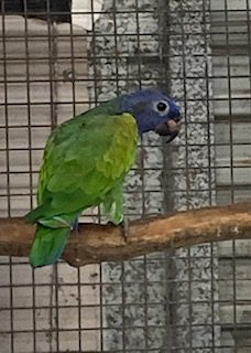 Blue Headed Pionus, unrelated pair