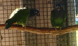 Blue Headed Pionus, unrelated pair