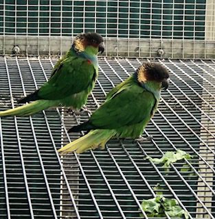 Blue Throated Conure's , 2024 bred