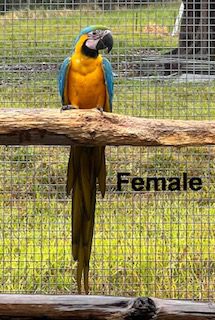 Blue and Gold Macaws, 2025 bred, males and females available