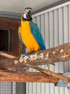 Blue and Gold Macaw's, 2024 bred male's, only 1 left