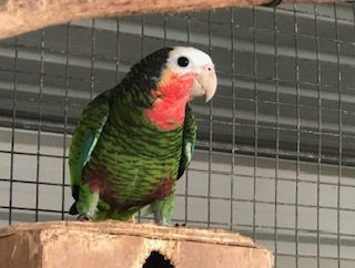 Cuban Amazon, 2023 bred hen