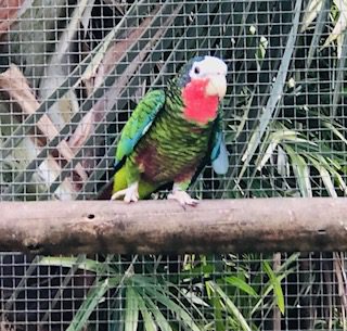 Cuban Amazon's, unrelated pair,