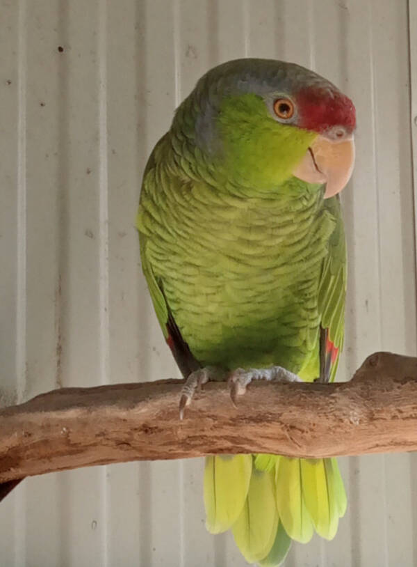 Lilac Crowned Amazon, 2024 bred , parent reared hen