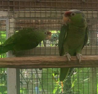Lilac Crowned Amazon's, unrelated pair