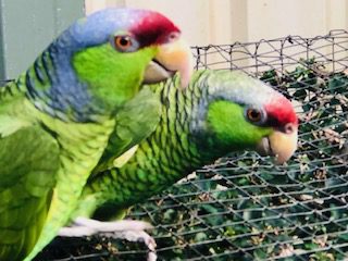 Lilac Crowned Amazons, mature pair currently sitting on fertile eggs as at 22/10/25