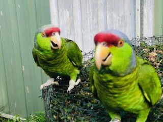 Lilac Crowned Amazon's, mature , unrelated pair