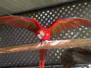 Scarlet Macaw, proven cock bird