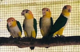White Bellied Caique's, 2023 and 2024 bred, unrelated pair