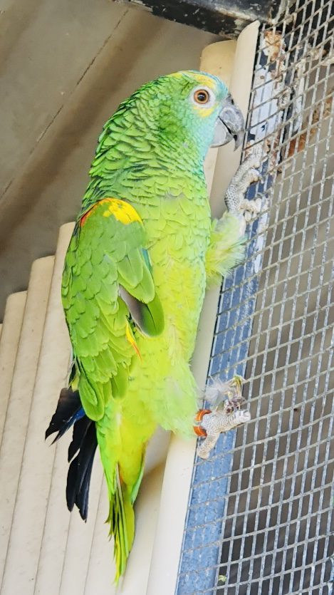 Blue Fronted Amazon's, 2024 bred hen