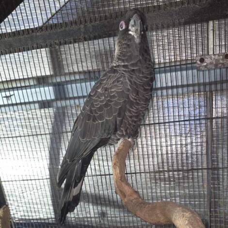 White Tailed Black Cockatoo, mature male