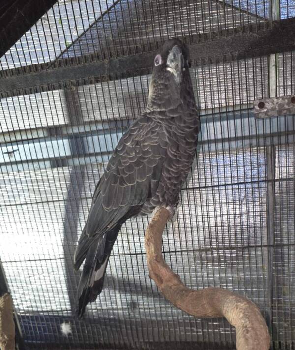 White Tailed Black Cockatoo, mature male