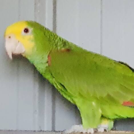 Double Yellow Headed Amazon, 2024 bred male