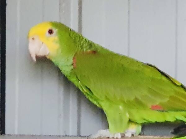 Double Yellow Headed Amazon, 2024 bred male