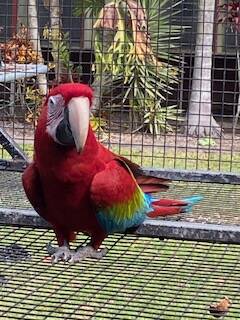 Greenwing Macaw, 2023 bred hen