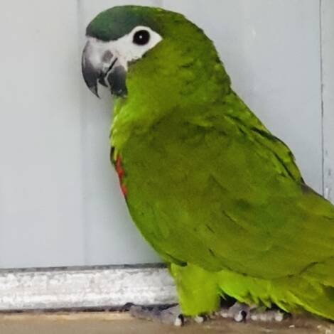 Hahn's Macaw, 2024 bred hen