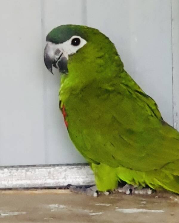 Hahn's Macaw, 2024 bred hen